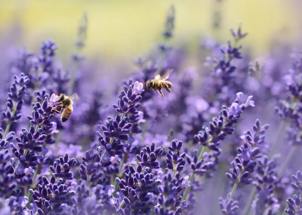 close up of lavender flowers with two honey bees.